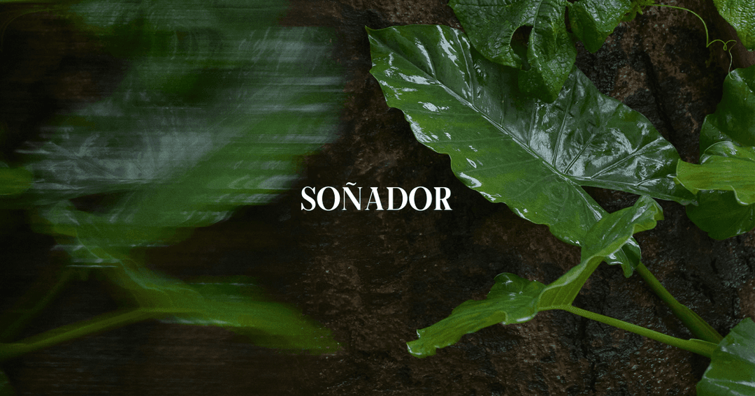 소냐도르(soñador)