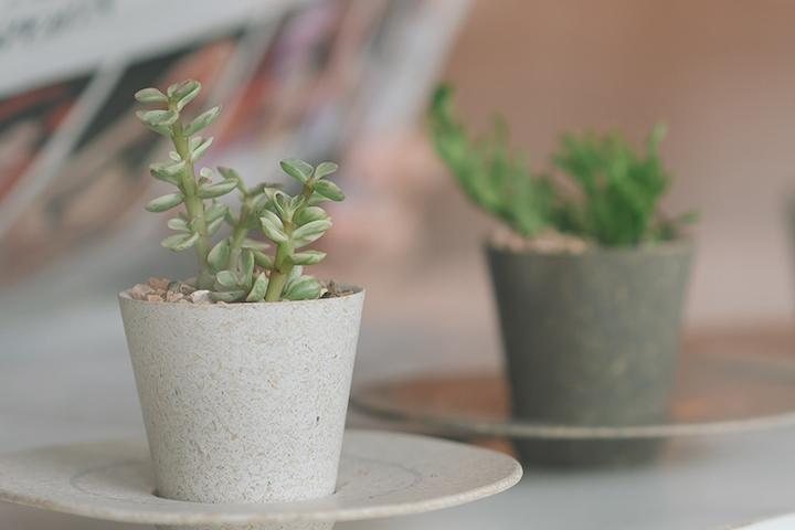 벼껍질 업사이클링 화분 플랜터 MINI 2colors