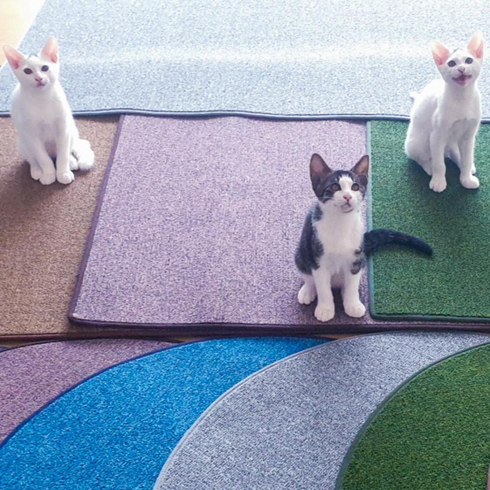 가르르 고양이 스크래쳐 카페트 주문제작 매트 원형30cm