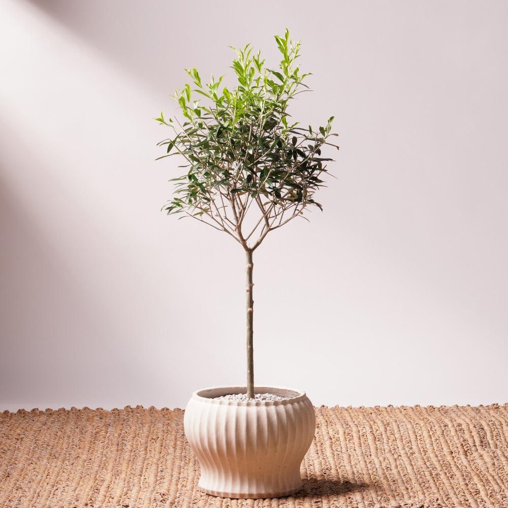 [무료배송] 올리브나무 100cm