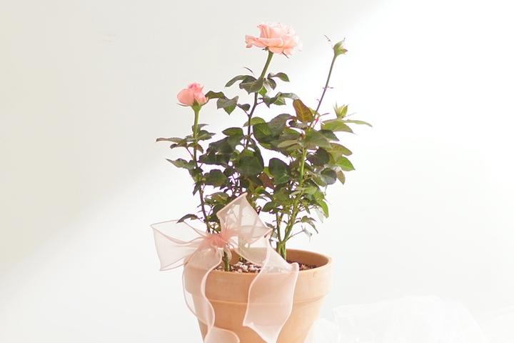 사계절 피는 장미 토분 set (5 colors)