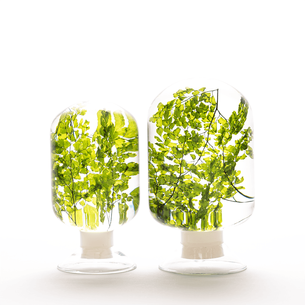 [피스오브타임] 아디안텀