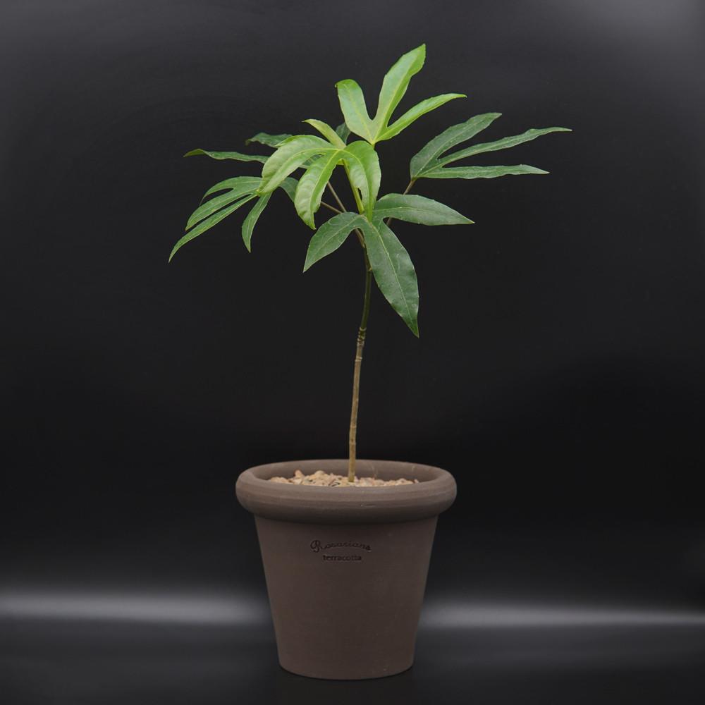 미니 황칠나무 로자리안 수제토분 거실화분