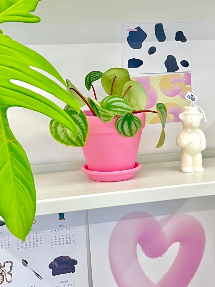 핑크팟 4종 - 반음지 실내 테이블 인테리어 카페 식물 핑크 화분