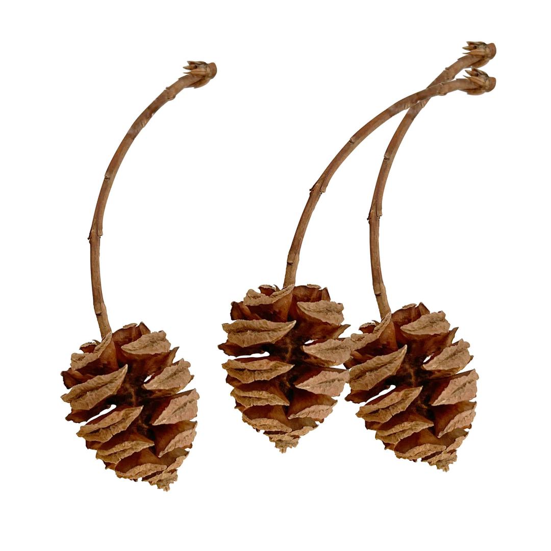 EARTH MADE / 세쿼이아 방울방울