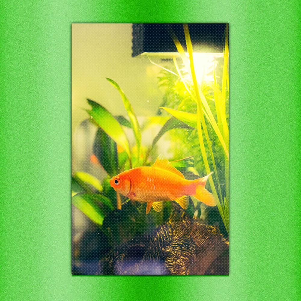 [씨스루랩] 이너피스 금붕어 패브릭 포스터