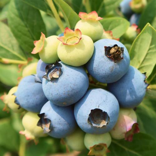 국산 무농약 생블루베리 블루베리 생과 1kg