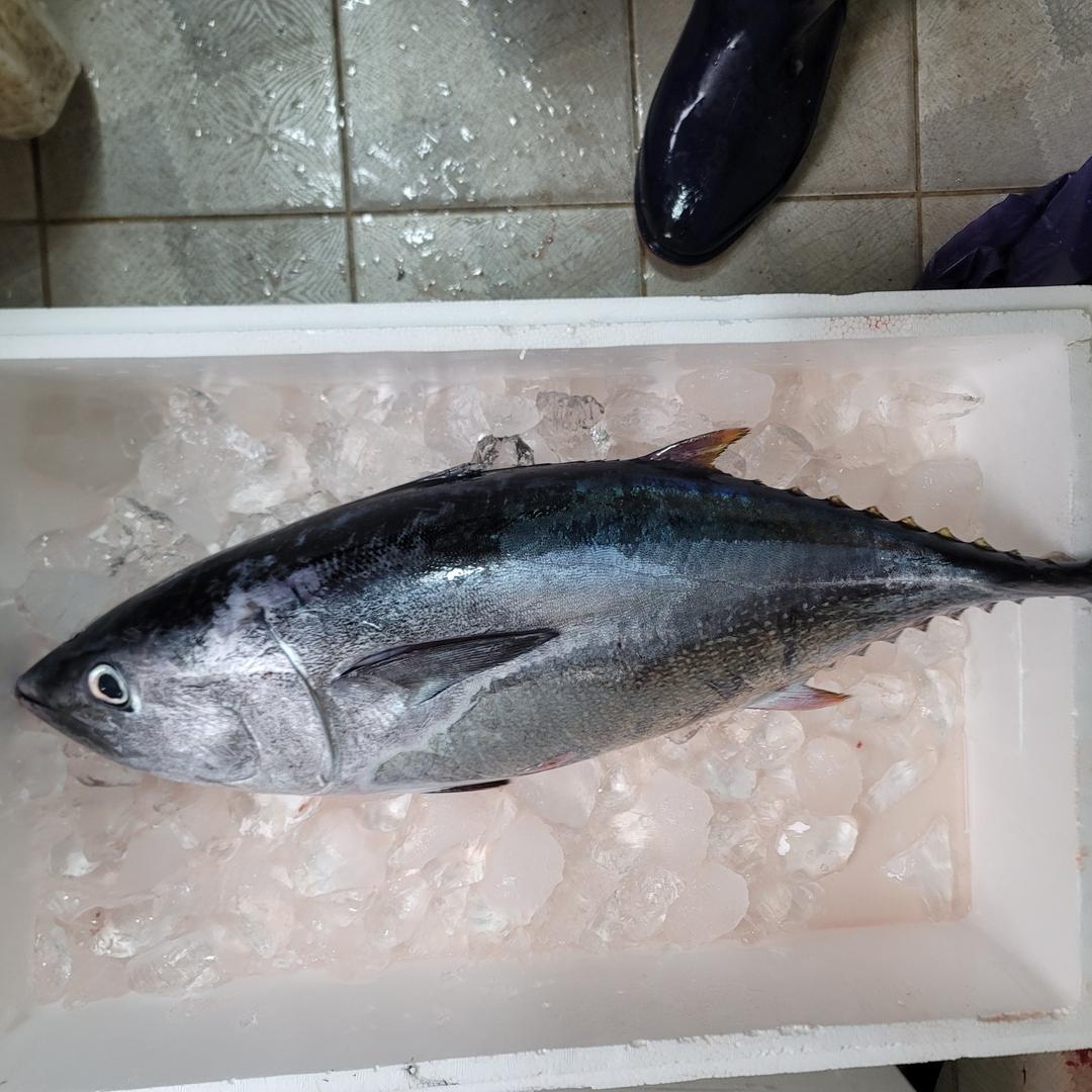 영덕 이루호 참다랑어 원물 5~6kg 내외 (자연산) #참치