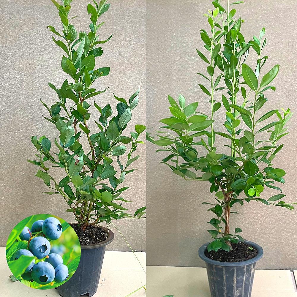 왕블루베리묘목 블루베리나무 4년생 재배 키우기 듀크