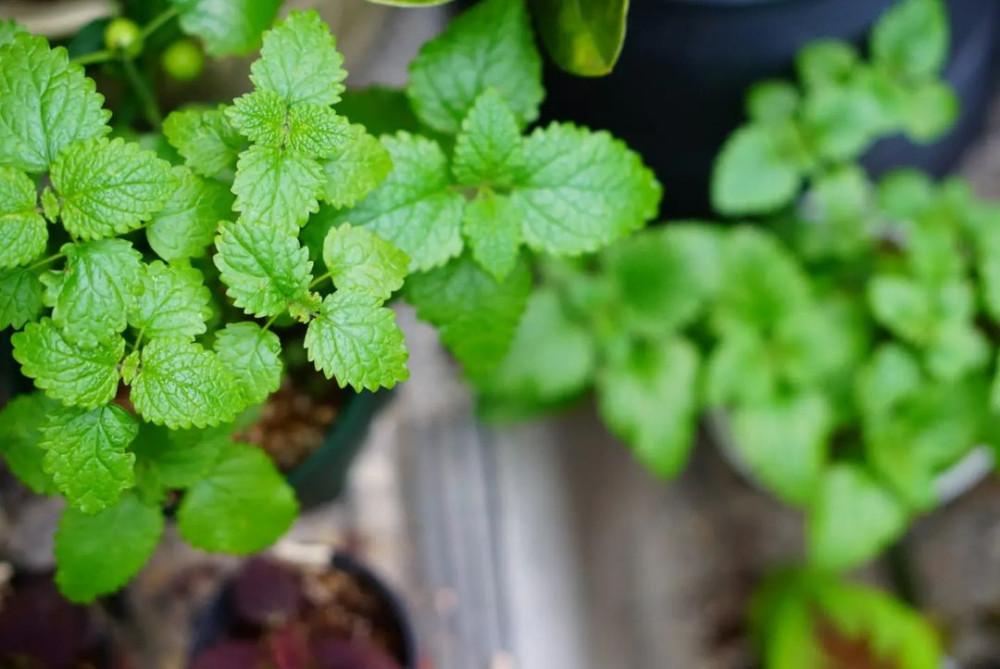 레몬밤 모종 식용 화분 허브식물 키우기