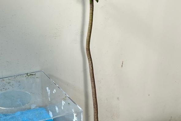 청법사 다육이 70cm