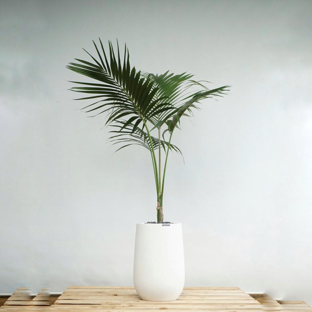 켄차야자 화이트스톤볼링핀화분 인테리어 실내 대형 거실화초 반려식물 개업화분