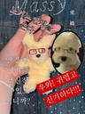 오타쿠 빨간안경 강아지 인형 노키 키링