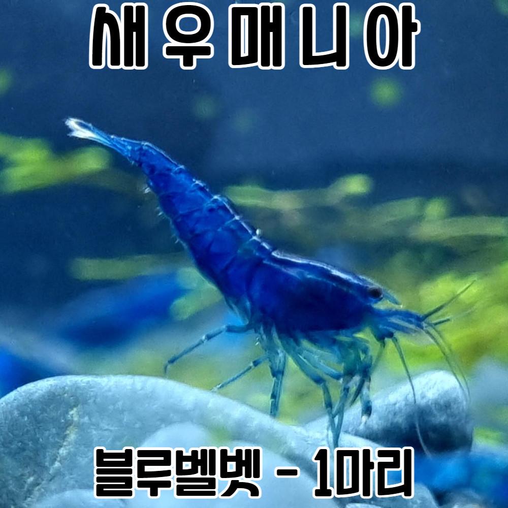 관상용새우 블루벨벳새우 1마리 / 생이 새우키우기