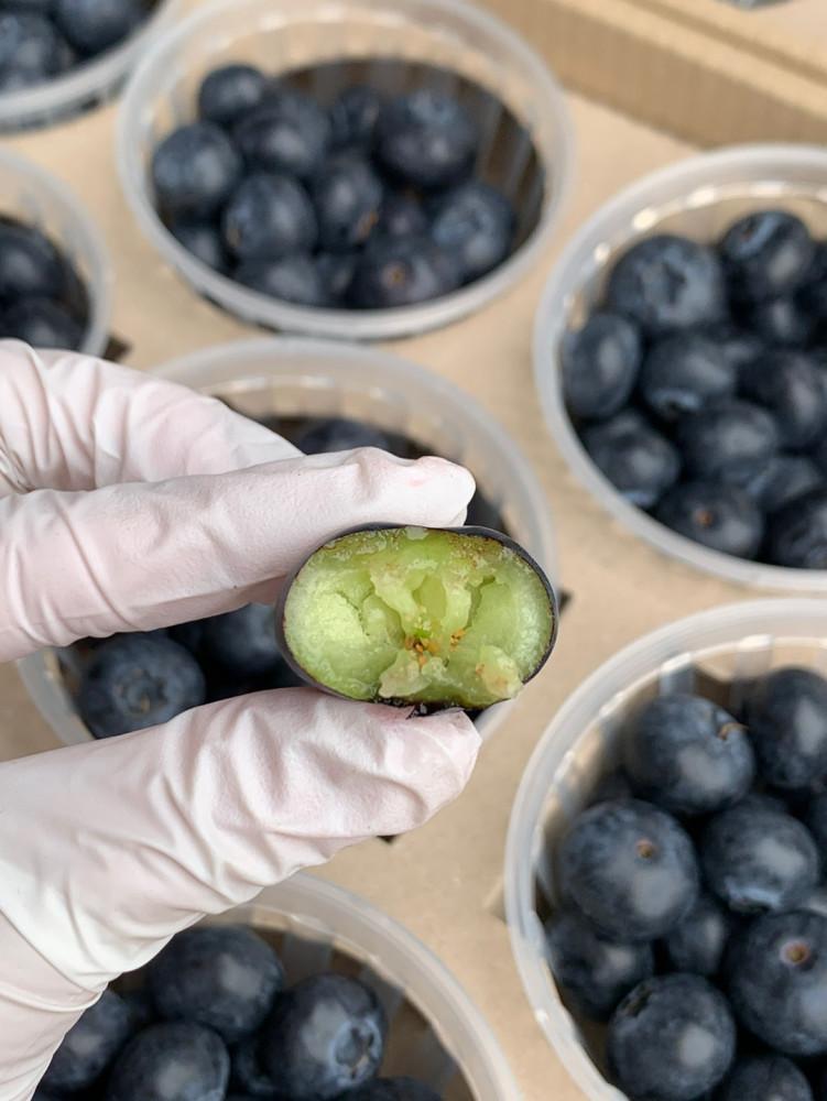 생블루베리 생과 기딩스 유레카 칠레산 국내산 제철과일
