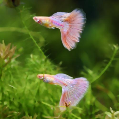 알비노 핑크 키티 구피