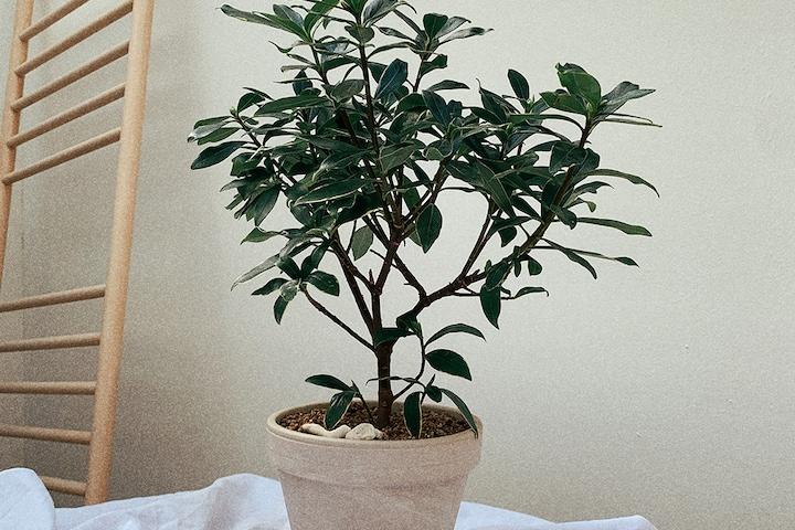 천연 아로마 테라피 천리향_토분 5type