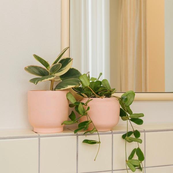 허니팟 피치 S, M