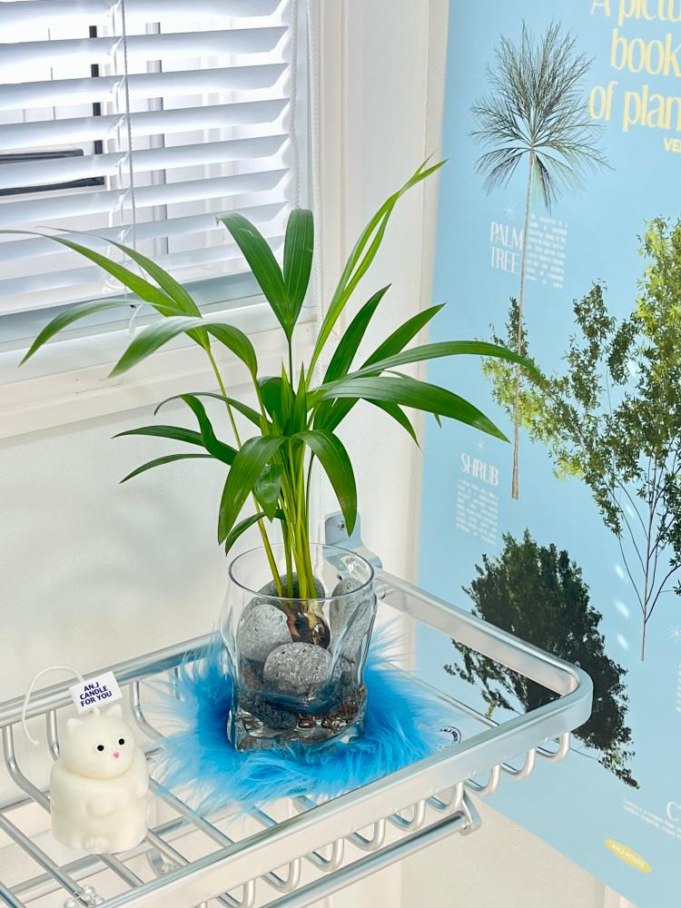 물결컵 수경키트 - 반음지 실내 테이블 인테리어 카페 식물 수경 화분