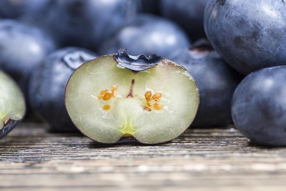 국내산 블루베리 생과 무농약 햇블루베리 프리미엄 왕 블루베리 유레카 인디고 신틸라 제주