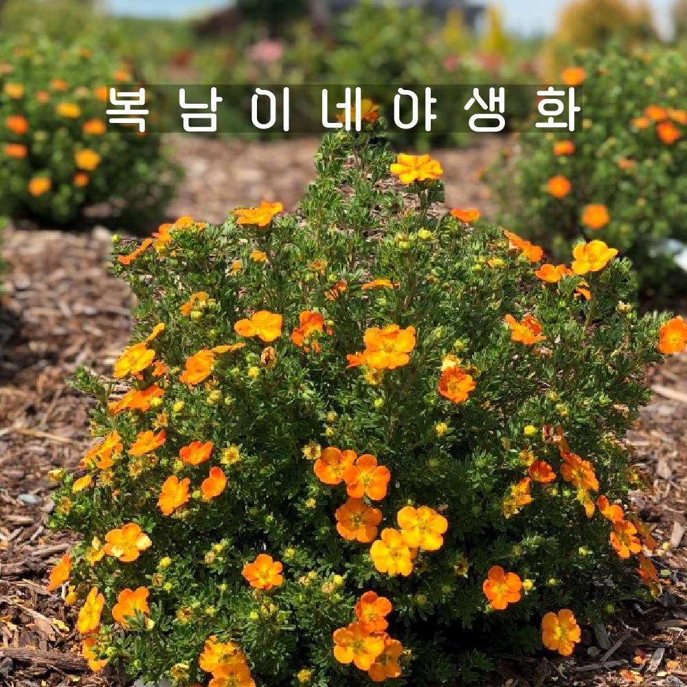 주황 물싸리 [1포트 복남이네야생화 모종 포텐틸라 potentilla]