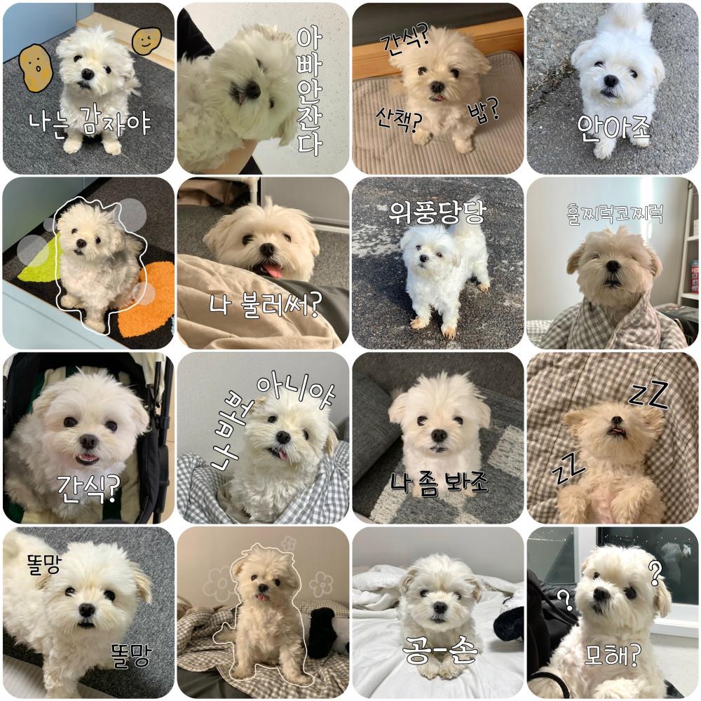 감자 이모티콘 스티커