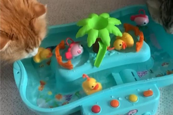 고양이자동장난감 고양이 어항 물멍 움직이는 물고기 4Color