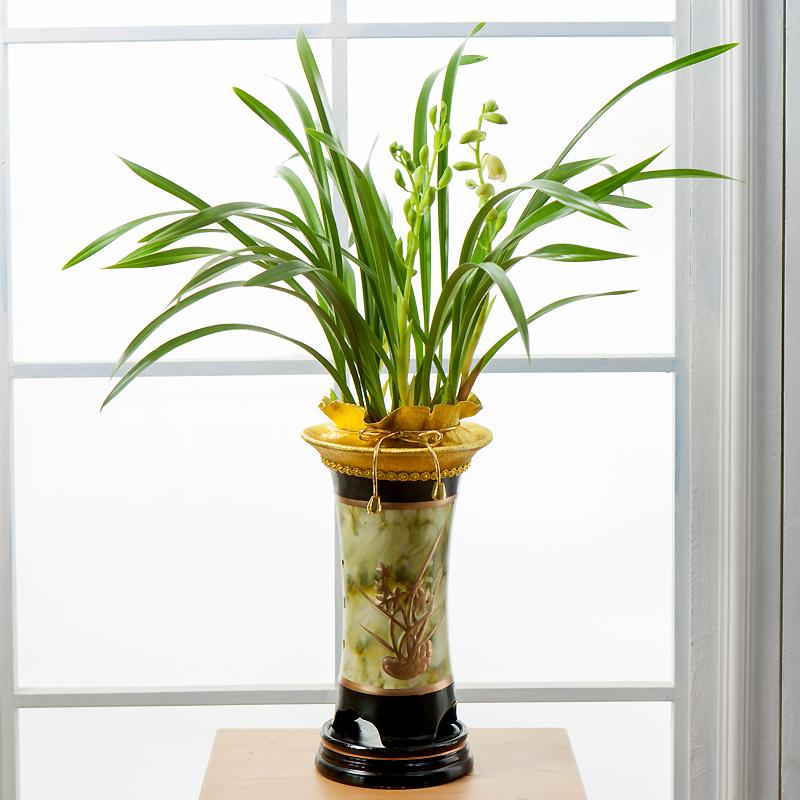 [당일수령] 고급동양란 백운+리본메세지 집들이 취임 영전 승진축하 개업화분 난