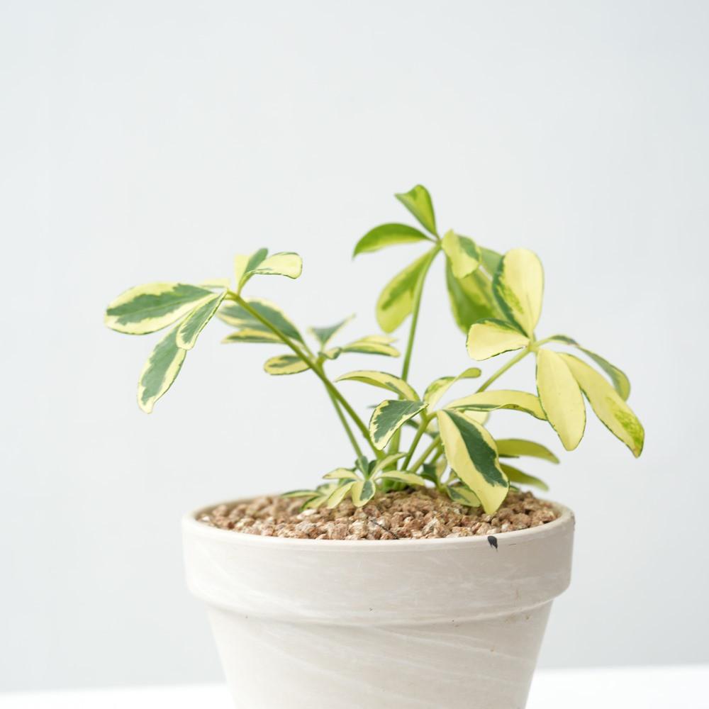 칼라홍콩야자 무늬홍콩야 소형 키우기 꽃 화분 이태리 토분 공기정화식물