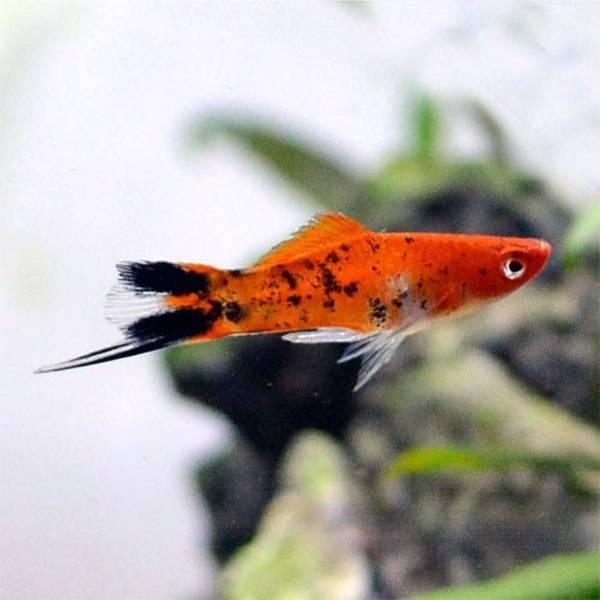 산타더스트 소드테일 [3마리] - 상아쿠아