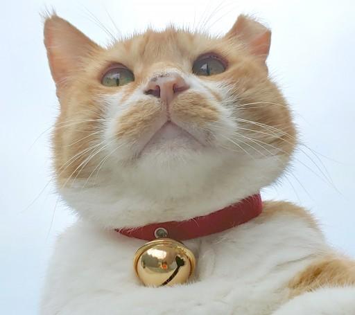 강아지.고양이목걸이/해볼테냐 왕방울!