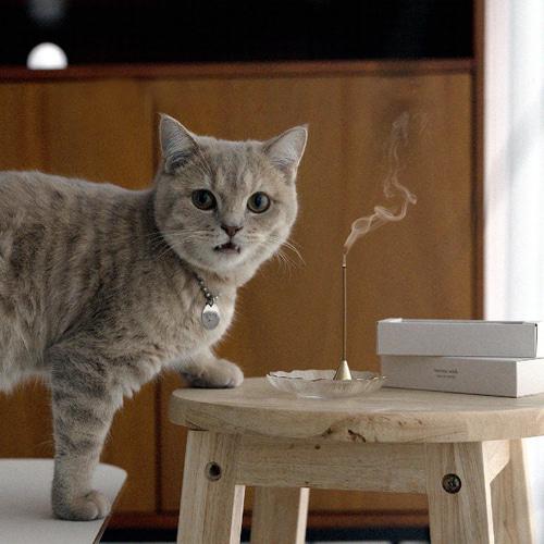 쿠씨 캣닢 인센스 cats on catnip