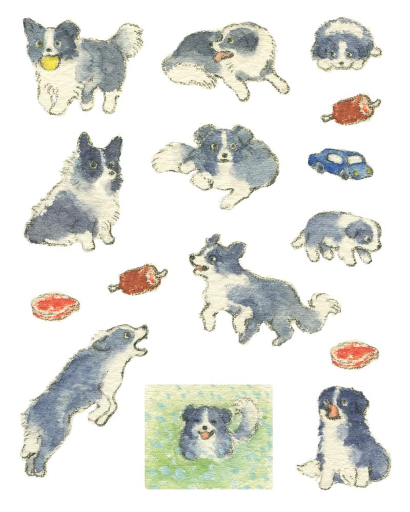 푸른 보더콜리 스티커