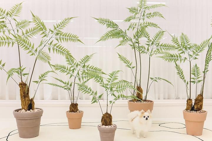 리얼퀄리티 핸드메이드 조화나무 시아데아쿠퍼리 6sizes