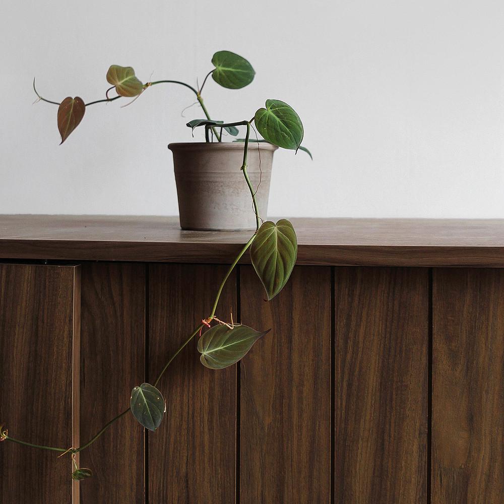 늘어짐이 멋스러운 실내공기정화 키우기쉬운 식물 필로덴드론 미칸