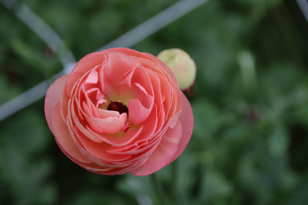 라넌큘러스 _ 베네르