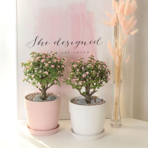 핑크빛 은행목 핑크아악무 다육식물