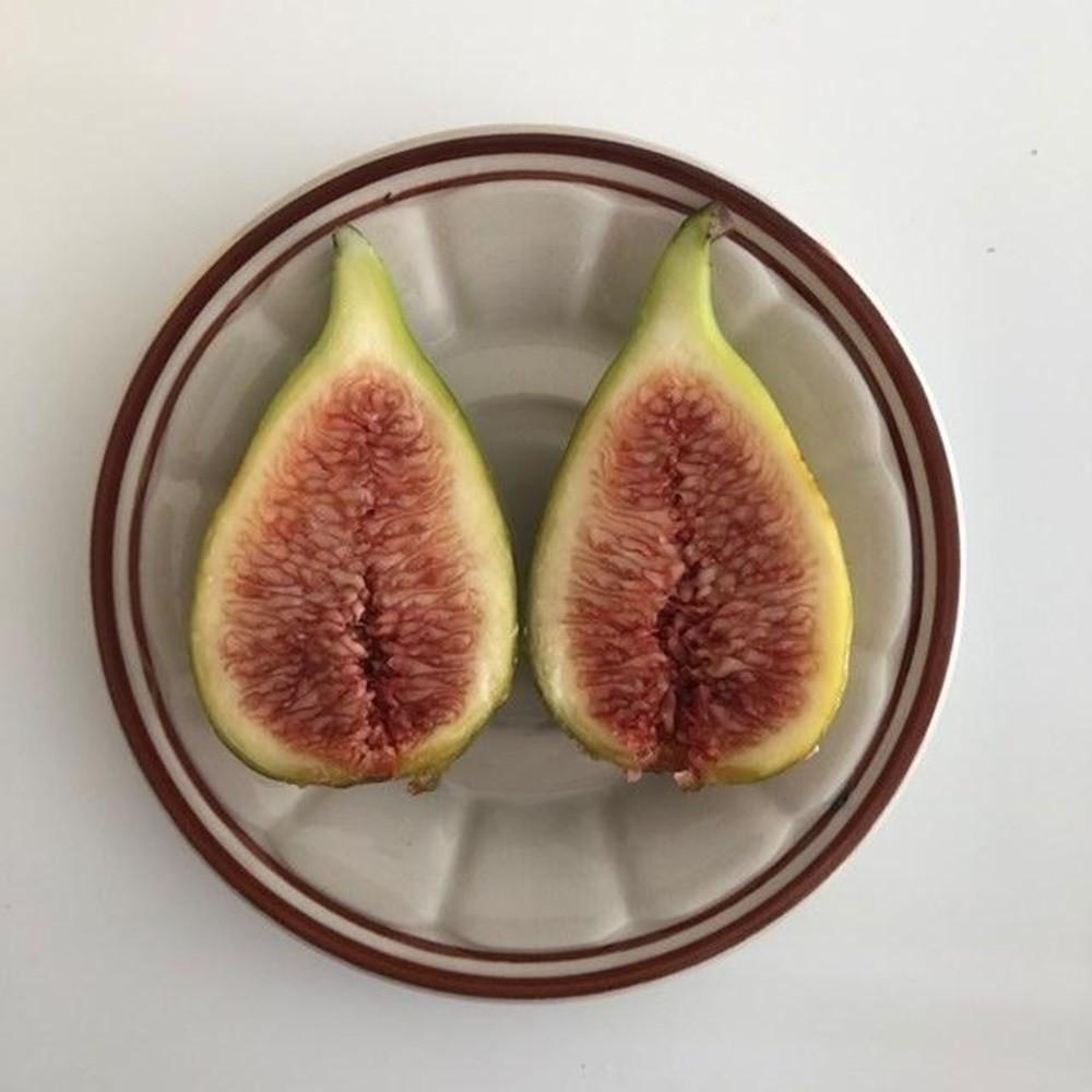 당일수확 무농약 생무화과 청무화과 1.2kg 2.4kg [원산지:국산]