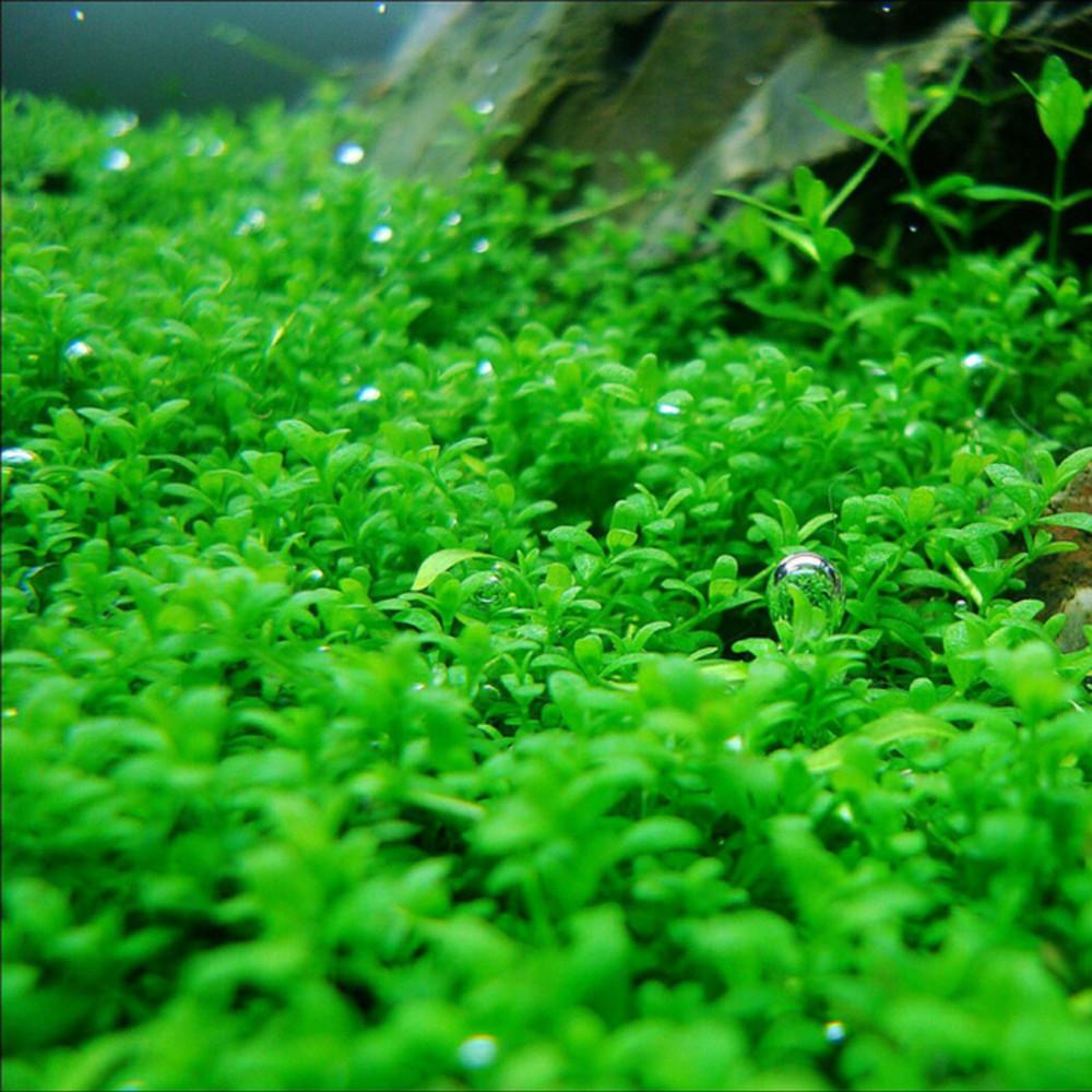 무균수초 전경 쿠바펄 새우 구피 베타 포트 음성 초보 어항 수초 키우기