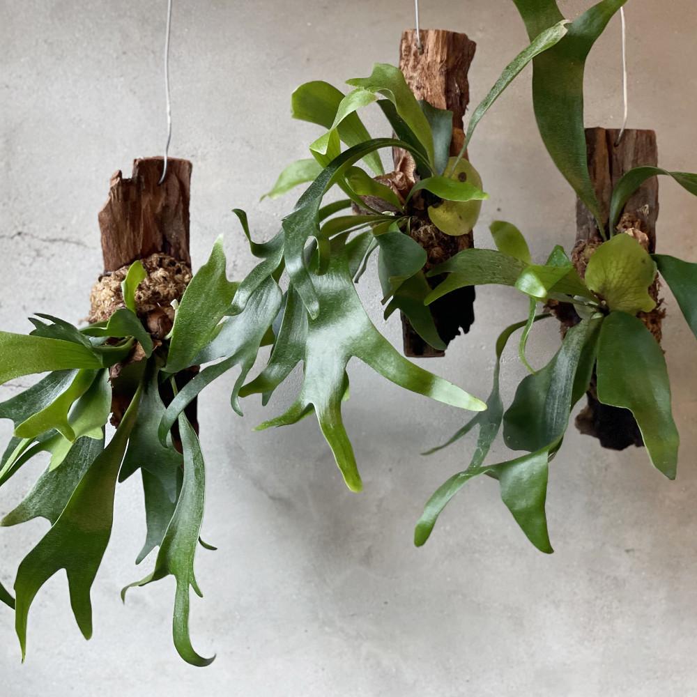 풀집 박쥐란 플라티케리움 비푸카텀 목부작 행잉식물 플랜테리어