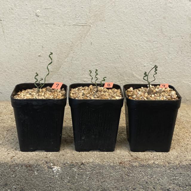 (동일품) 파마 잘 나왔어요 시르탄투스 스피랄리스 Cyrtanthus spiralis