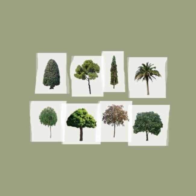 [자그네] the tree masking tape