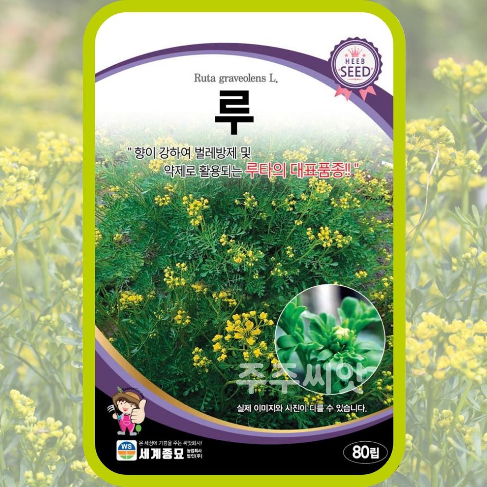 루 허브씨앗 80립 루타 운향과식물 rue 헨루다과 운실 ruta graveolens