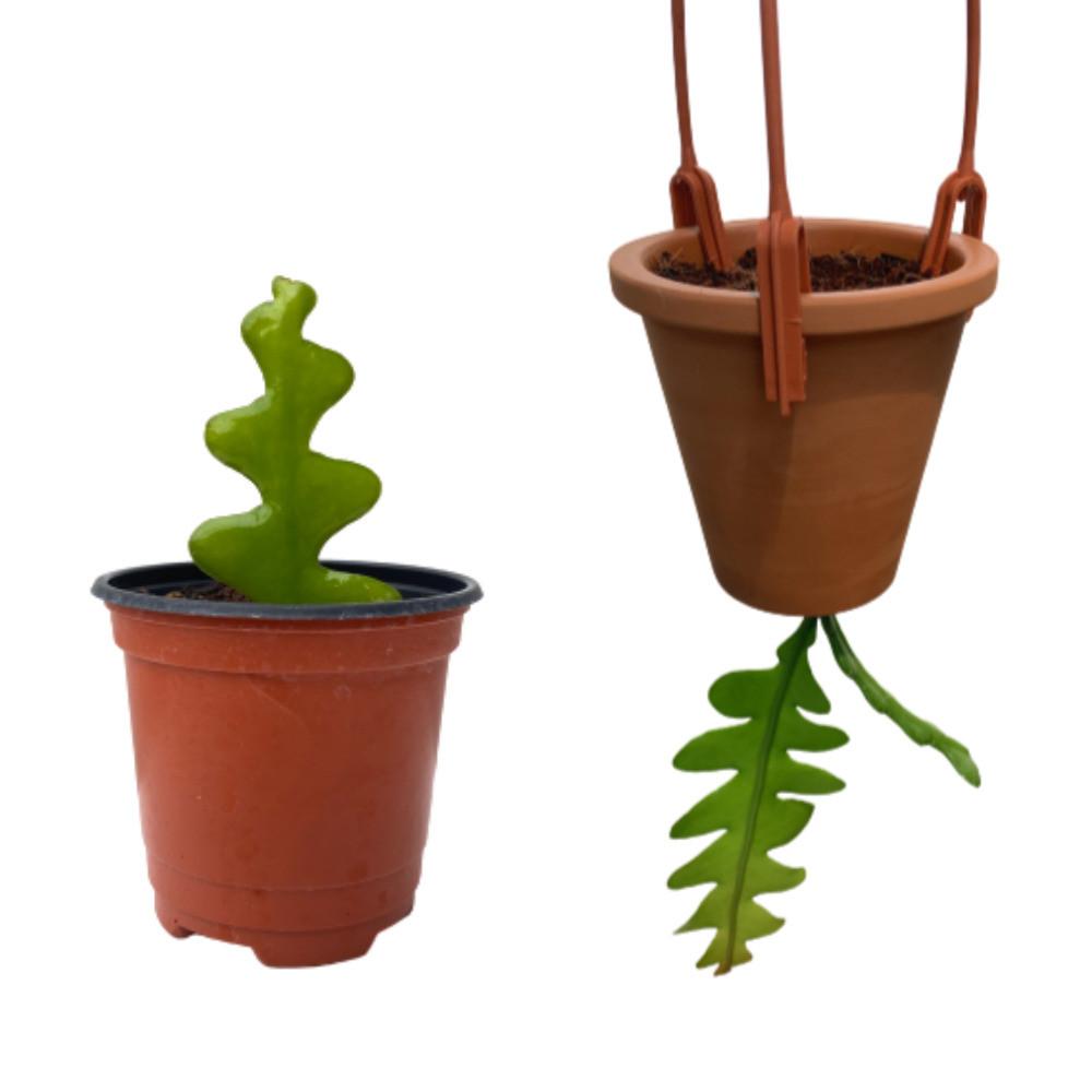 팡팡플랜트 생선뼈 피쉬본 선인장 다육식물