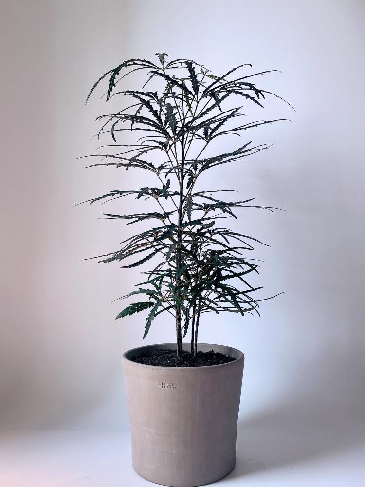 아랄리아 키우기 감성 음지 톱니바퀴무늬 카페 화분 실내 공기정화식물 토분 아라리아