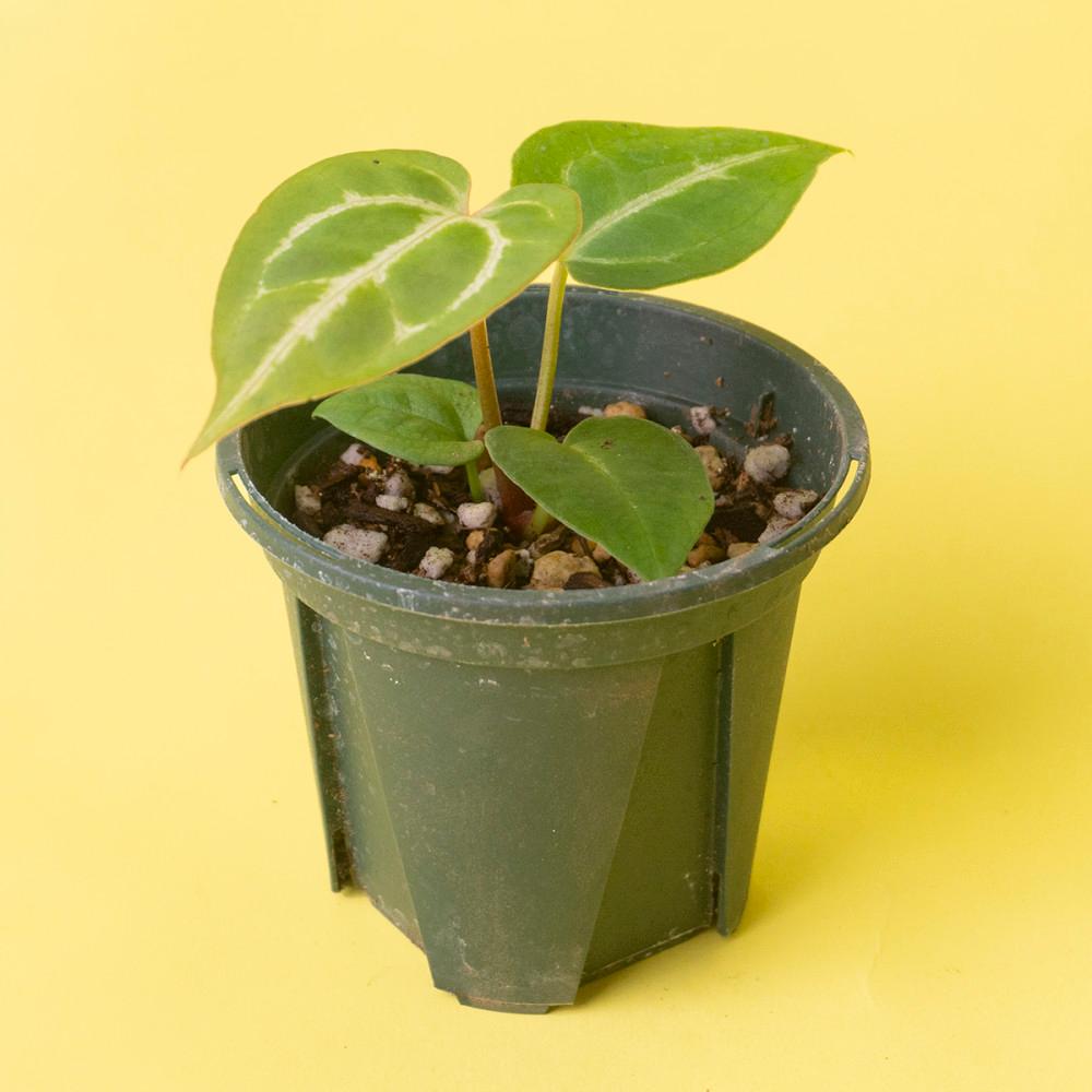 안스리움 매그니피컴 Anthurium Magnificum