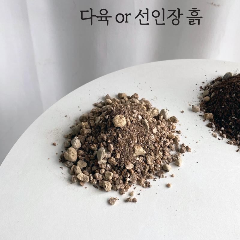 다육 or 선인장 분갈이 흙 - <정원놀이 분갈이 안내서>포함