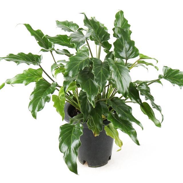 갑조네 셀렘 중품 제나두 호프셀렘 공기정화식물 미세먼지 수경재배 개별배송