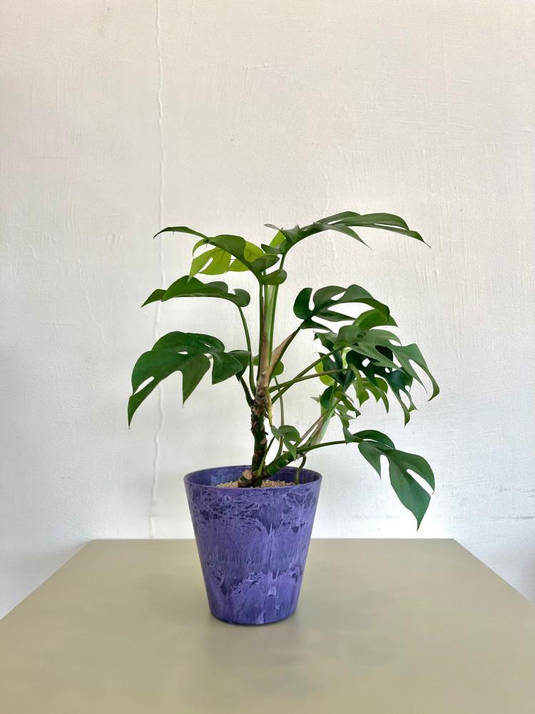 히메 몬스테라 키우기 쉬운 공기정화식물 테이블용 플랜테리어 반려식물 집들이선물 수경식물