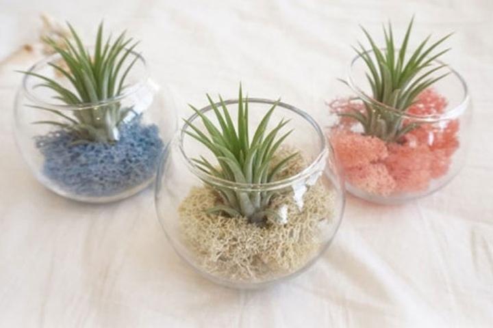 이오난사 모스 유리볼 3종 SET